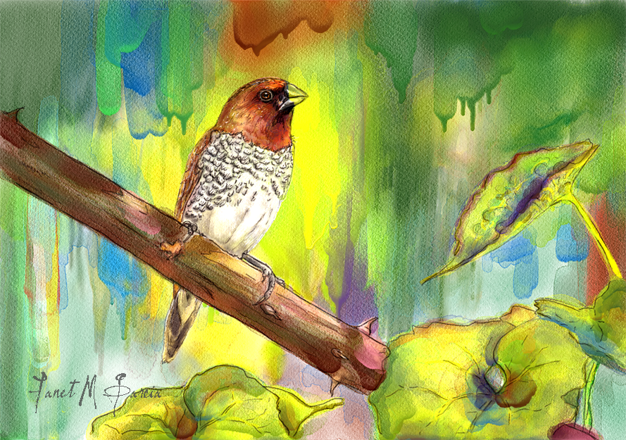 Digital Watercolor – Pinizon Canella Bird