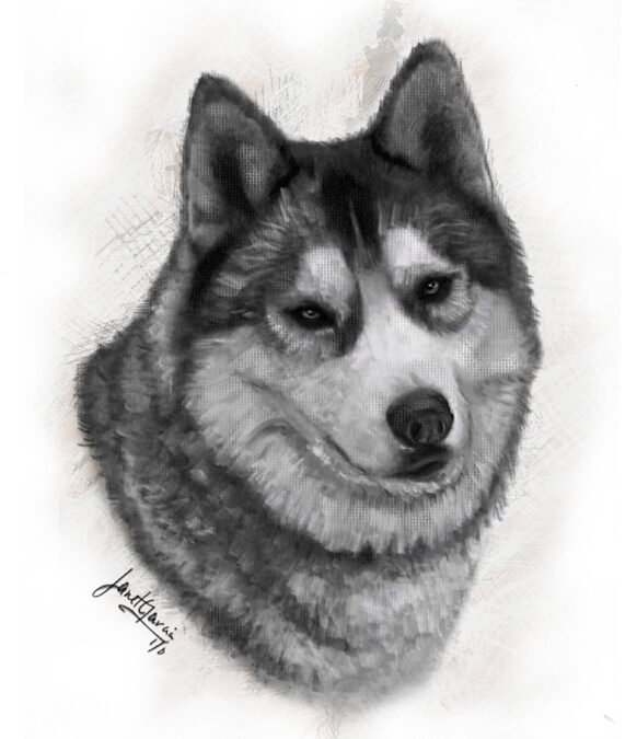 Charcoal Pet Portrait – Nikko